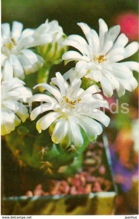 Gymnocalycium multiflorum - cactus - flowers - 1974 - Russia USSR - unused - JH Postcards