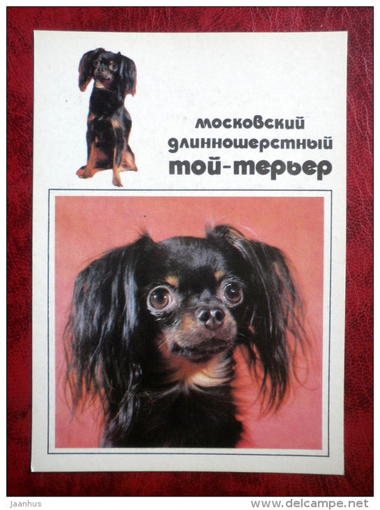 Moscow longhaired Toy Terrier - dogs - 1991 - Russia - USSR - unused - JH Postcards