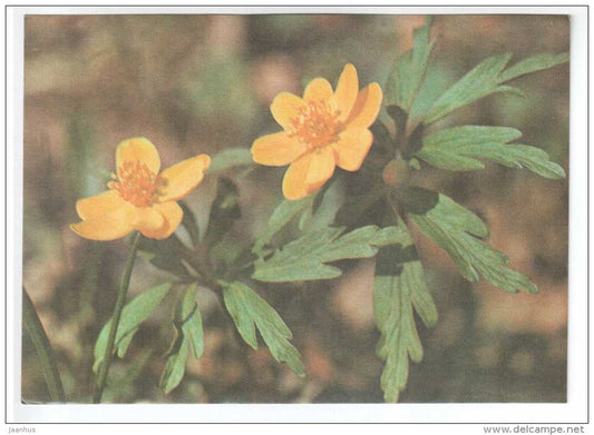 Yellow Anemone - Anemone ranunculoides - Spring Flowers - 1986 - Estonia USSR - unused - JH Postcards