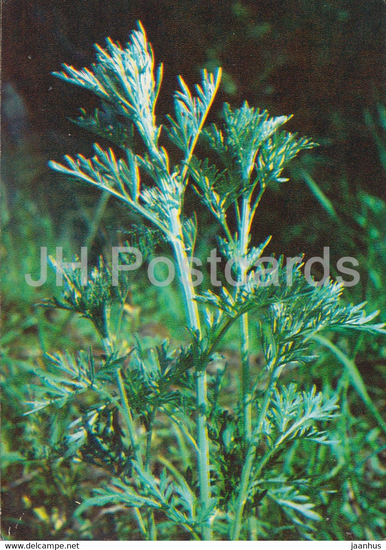 Common wormwood - Artemisia absinthium - Medicinal Plants - 1980 - Russia USSR - unused - JH Postcards