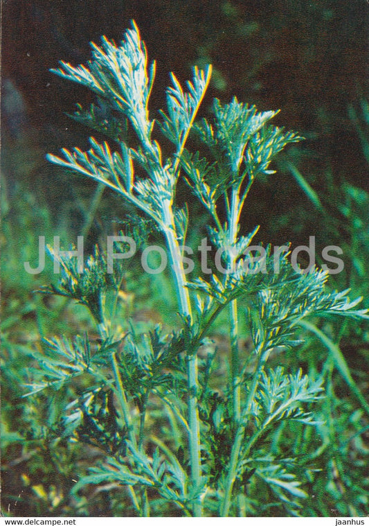 Common wormwood - Artemisia absinthium - Medicinal Plants - 1980 - Russia USSR - unused - JH Postcards