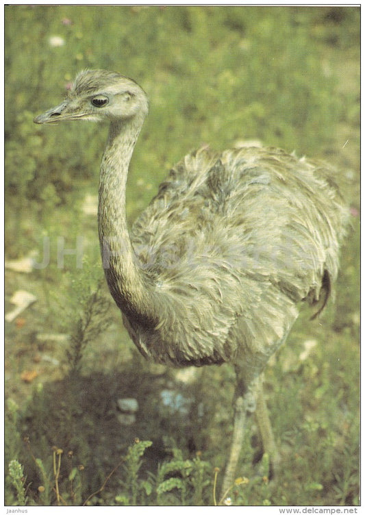 Greater rhea - Rhea americana - birds - Zoo - Czechoslovakia - unused - JH Postcards