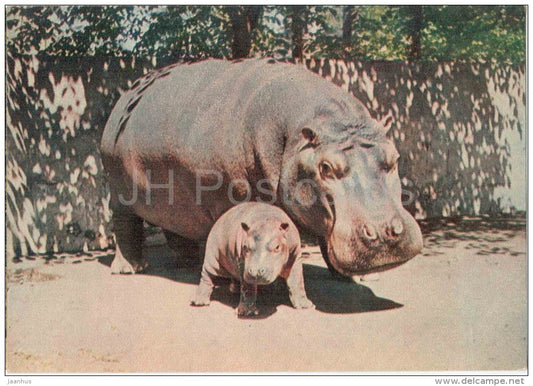 Hippopotamus - Hippopotamus amphibius - animals - postcard on thin paper - Riga Zoo - Latvia USSR - unused - JH Postcards