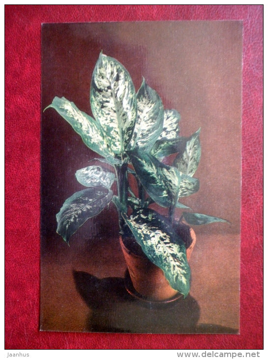 Decorative Deciduous Plants - Dieffenbachia picta - 1986 - Russia USSR - unused - JH Postcards