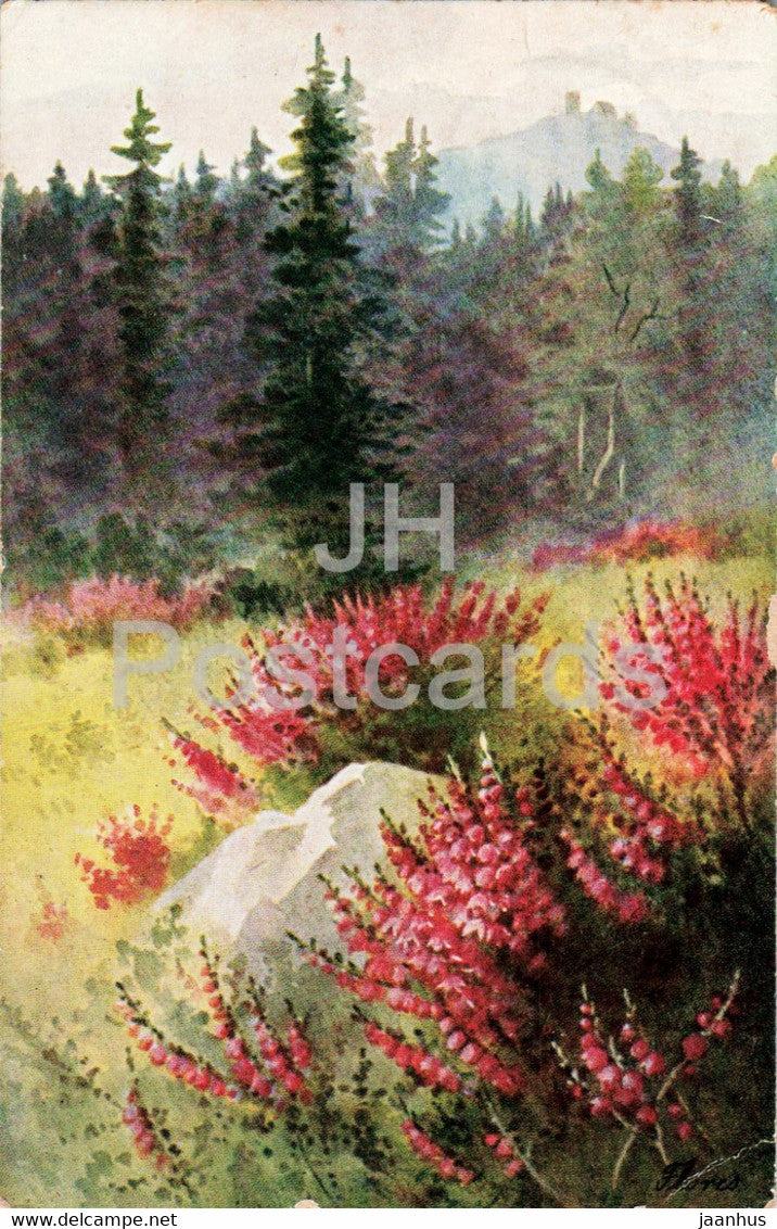 Aus Rubezahls Garten - Erika - illustration - nature - Flores - old postcard - 1928 - Germany - used - JH Postcards
