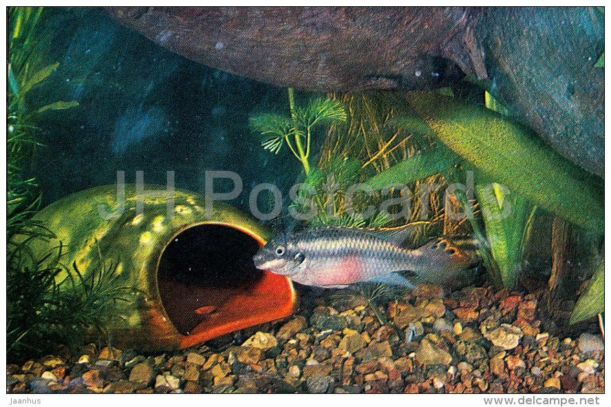 Pelvicachromis pulcher - Aquarium Fish - Russia USSR - 1971 - unused - JH Postcards