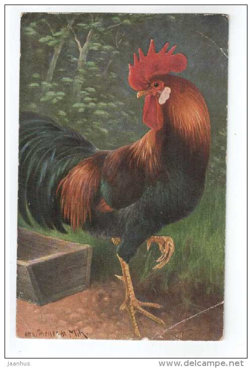 illustration by Otto Scheuerer - Cock - T. S. N. Serie 1723 - old postcard - circulated in Estonia - used - JH Postcards