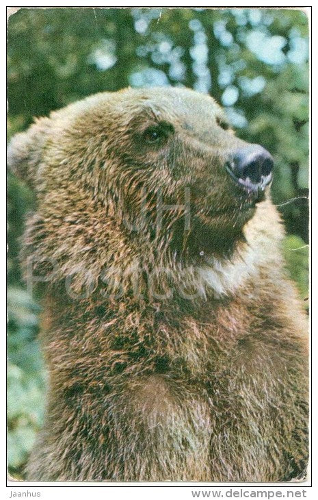 Brown Bear - Ursus arctos - Zoo - 1973 - Russia USSR - unused - JH Postcards