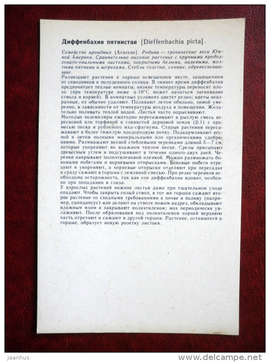 Decorative Deciduous Plants - Dieffenbachia picta - 1986 - Russia USSR - unused - JH Postcards