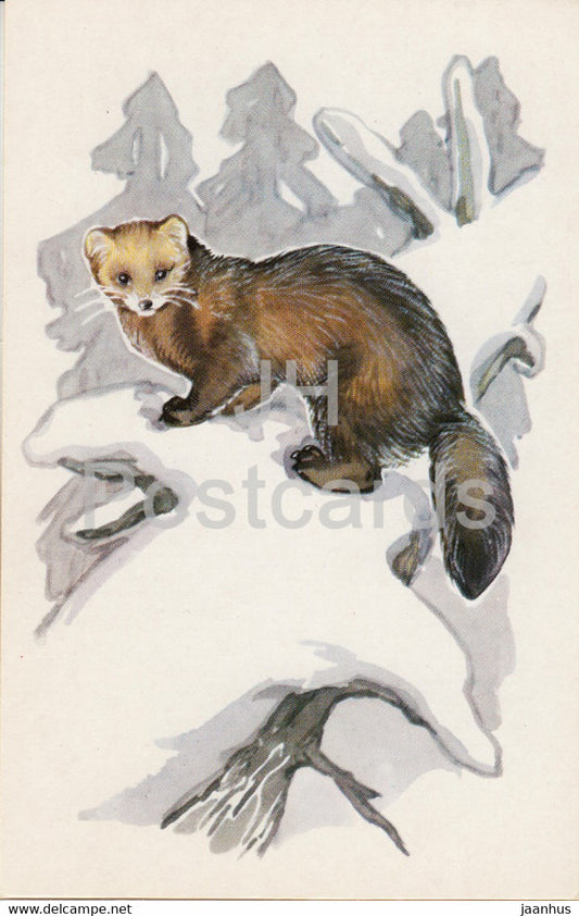 Sable - Martes zibellina - illustration - Polar Animals - 1972 - Russia USSR - unused - JH Postcards
