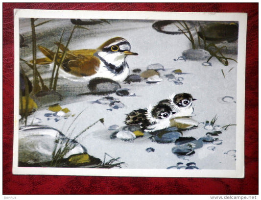 Little Ringed Plover - Charadrius dubius - birds - 1981 - Russia - USSR - unused - JH Postcards