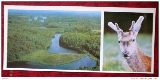 Latvian views - river - deer - 1980 - Latvia USSR - unused - JH Postcards