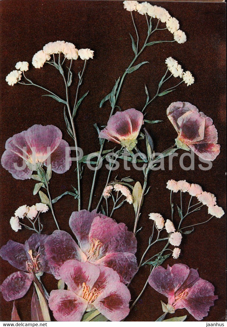 Godetia - Flower Art - 1971 - Russia USSR - unused - JH Postcards