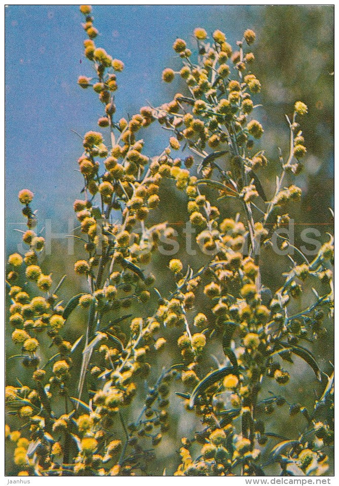 Common wormwood - Artemisia absinthium - Medicinal Plants - Herbs - 1980 - Russia USSR - unused - JH Postcards