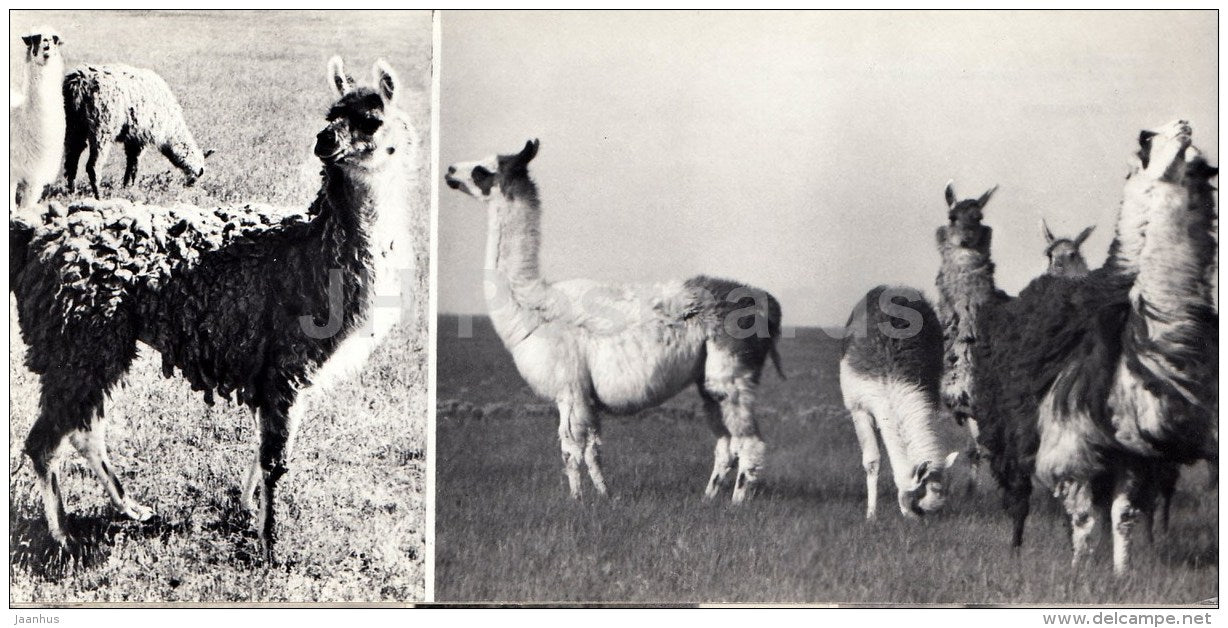 Lama - Askania-Nova Reserve - 1974 - Ukraine USSR - unused - JH Postcards