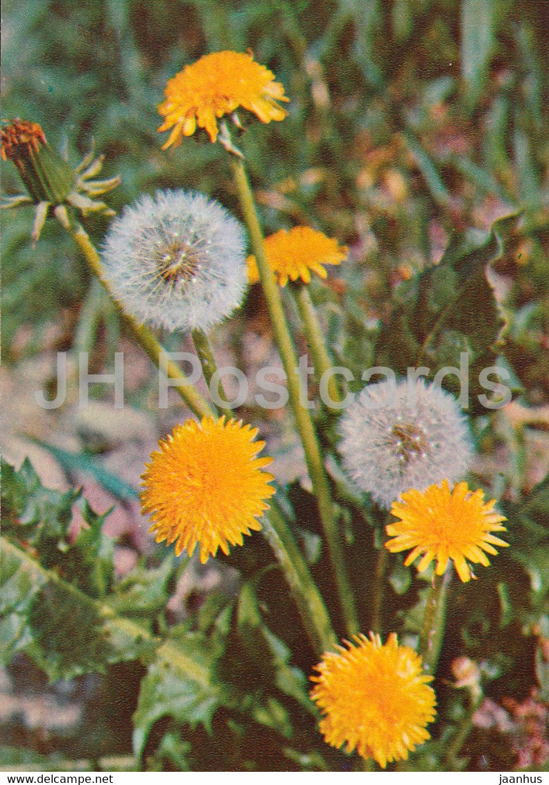 Common Dandelion - Taraxacum officinale - Medicinal Plants - 1981 - Russia USSR - unused - JH Postcards