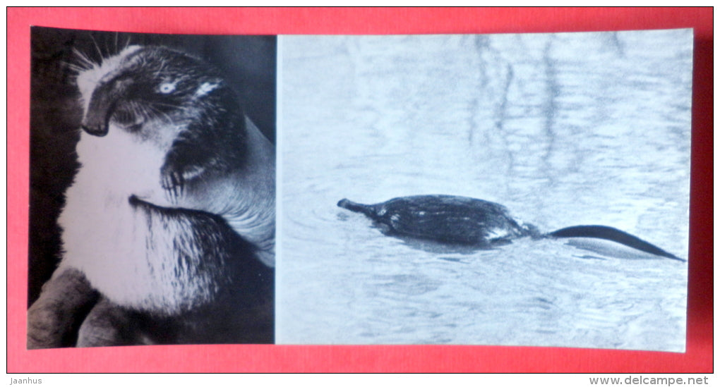 Muskrat , Ondatra zibethicus - animals - Oka Nature reserve - 1973 - USSR Russia - unused - JH Postcards