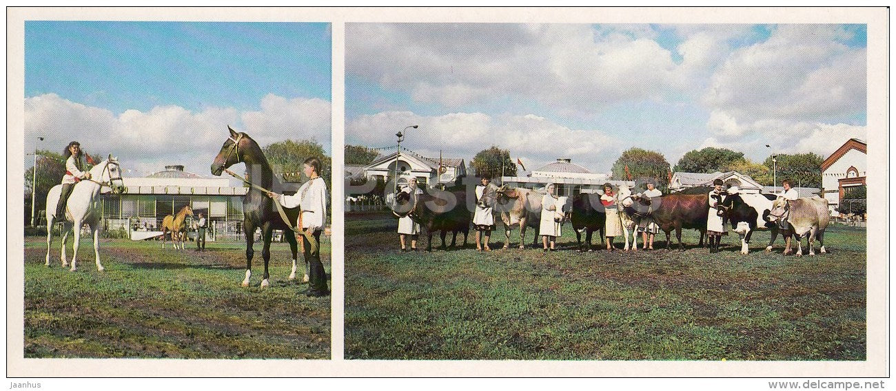 Animal Husbandry Pavilion - horses - Showing ring for Pedigree Cattle - VDNKh - Moscow - 1986 - Russia USSR - unused - JH Postcards