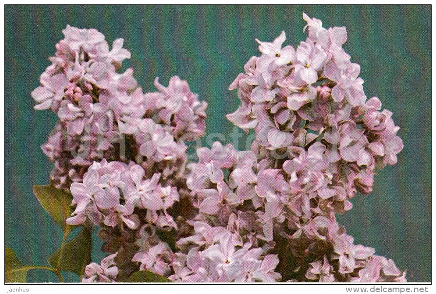 Moscow Sky - Lilac - 1982 - Russia USSR - unused - JH Postcards