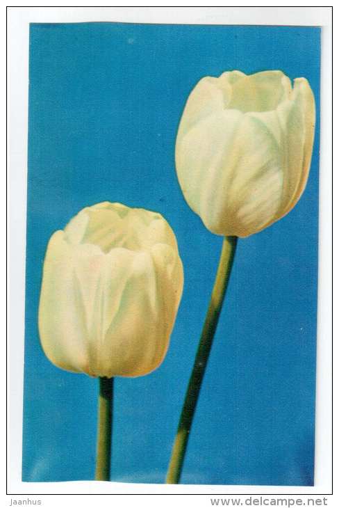 Snowpick - Tulips - flowers - 1975 - Russia USSR - unused - JH Postcards