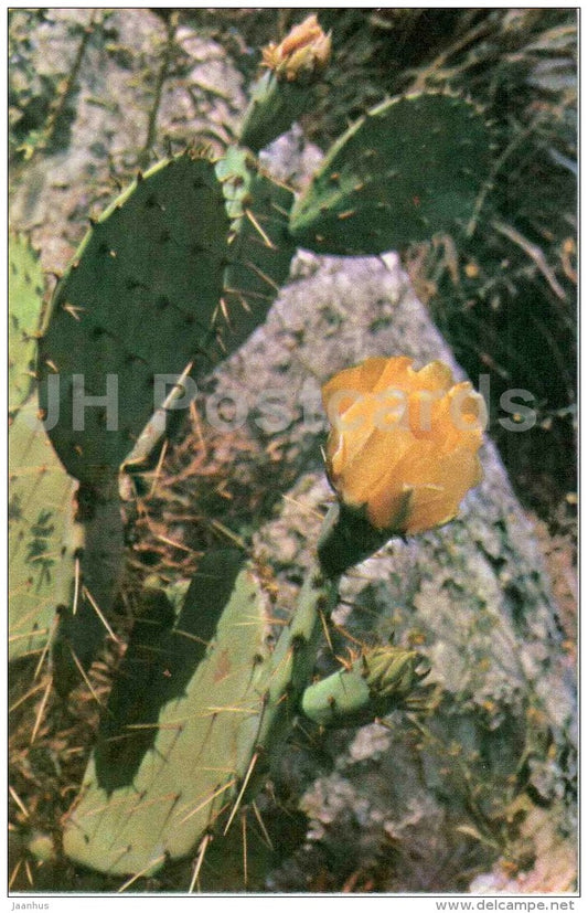 Opuntia discoid - cactus - flowers - Nikitsky Botanical Garden - Yalta - Crimea - 1972 - Ukraine USSR - unused - JH Postcards