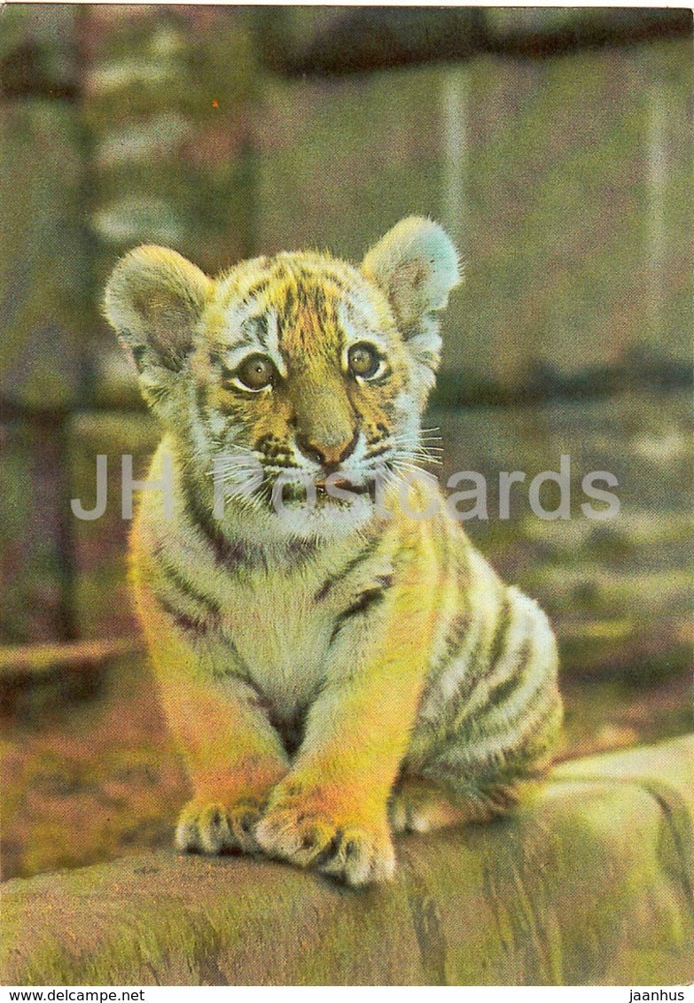 Siberian Tiger - Amur Tiger - anthera tigris - animals - 1987 - Russia USSR - unused - JH Postcards