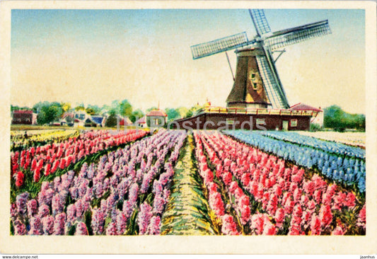 Hollandse Bloembollenvelden - Dutch Flower Fields - windmill - Netherlands - unused - JH Postcards