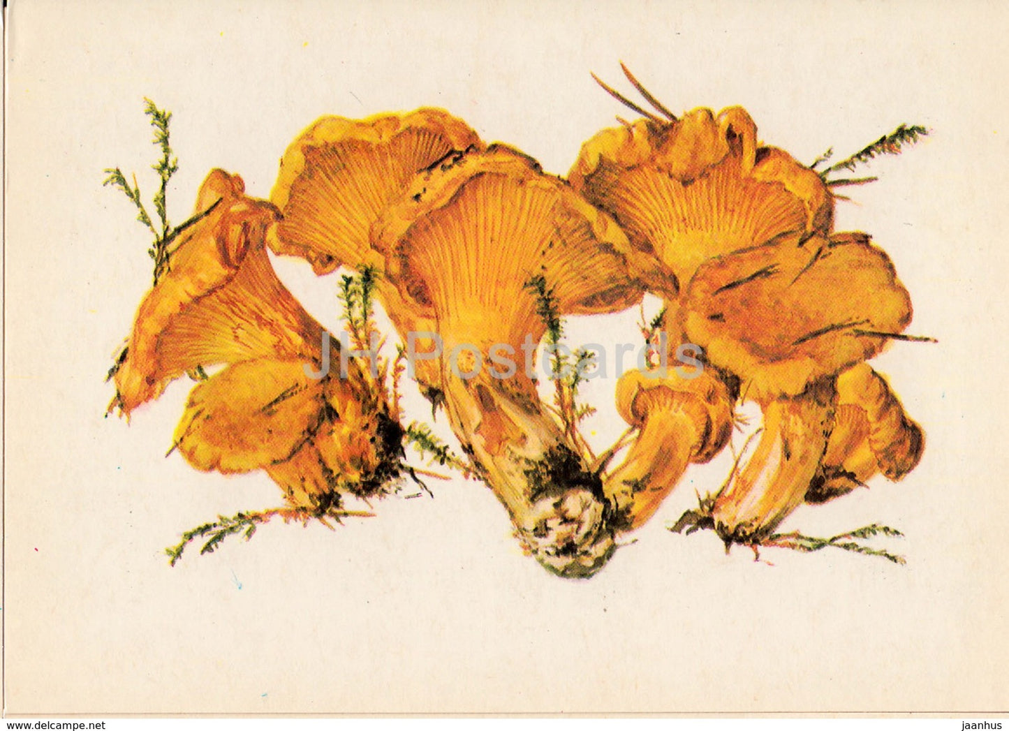 Chanterelle - Cantharellus cibarius - illustration by A. Shipilenko - Mushrooms - 1976 - Russia USSR - unused - JH Postcards
