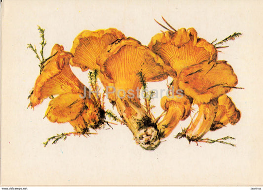 Chanterelle - Cantharellus cibarius - illustration by A. Shipilenko - Mushrooms - 1976 - Russia USSR - unused - JH Postcards
