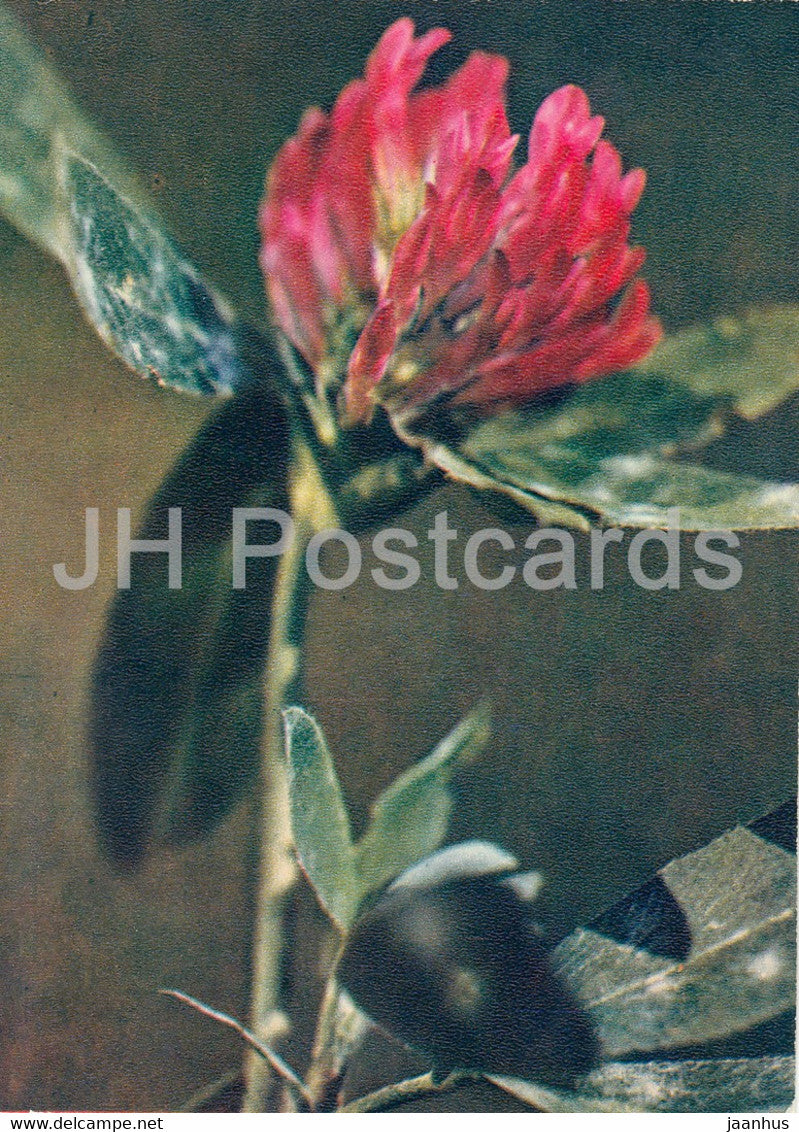 Zigzag clover - Trifolium medium - plants - 1971 - Russia USSR - unused - JH Postcards