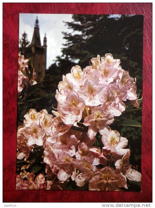 rhododendron - Gomerwaterer -  flowers - Czechoslovakia - unused - JH Postcards