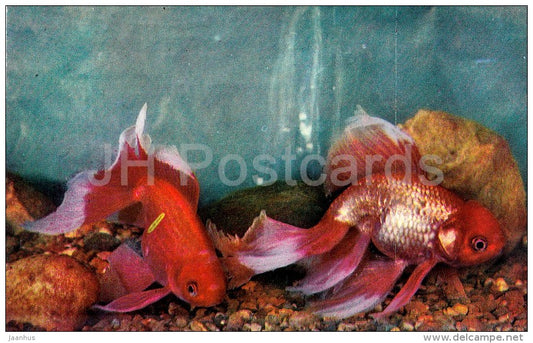 Oranda Goldfish - Aquarium Fish - Russia USSR - 1971 - unused - JH Postcards