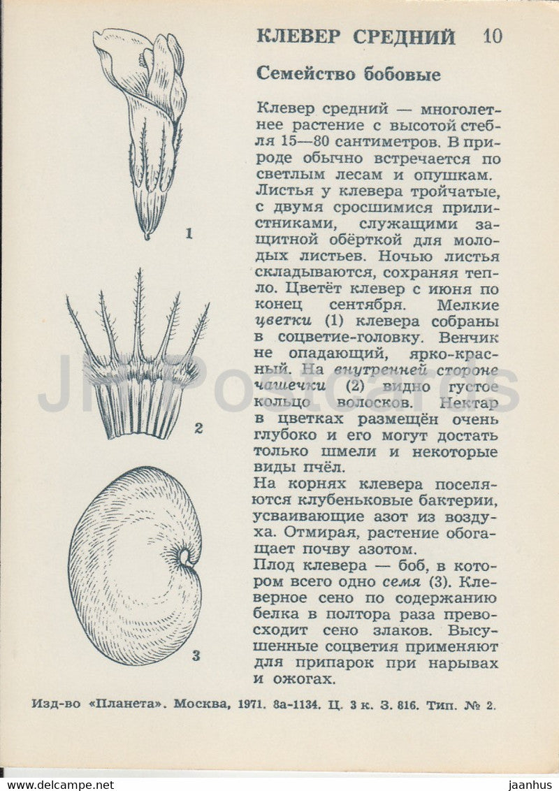 Zigzag clover - Trifolium medium - plants - 1971 - Russia USSR - unused