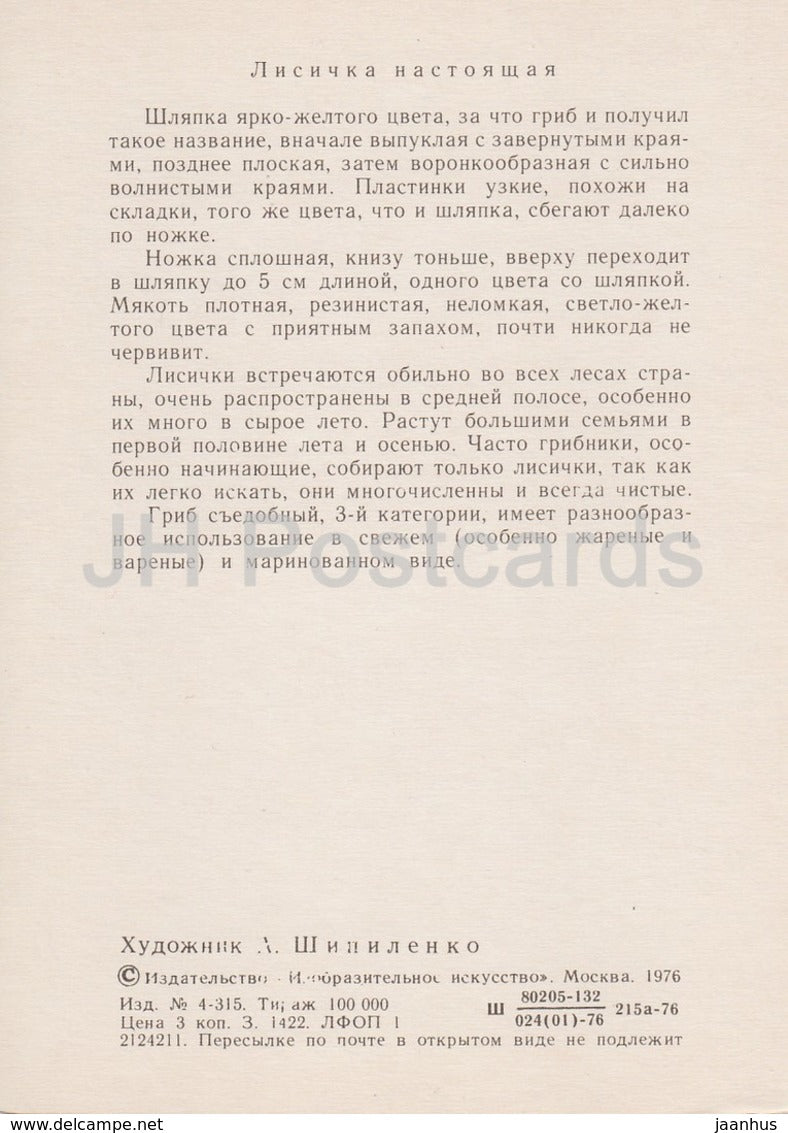 Chanterelle - Cantharellus cibarius - illustration by A. Shipilenko - Mushrooms - 1976 - Russia USSR - unused - JH Postcards