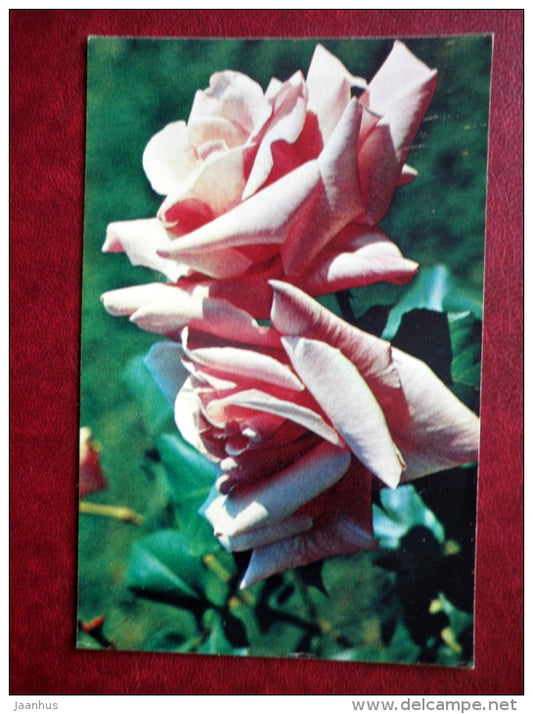Greeting Card - rose President Macia - flowers - 1974 - Russia USSR - used - JH Postcards