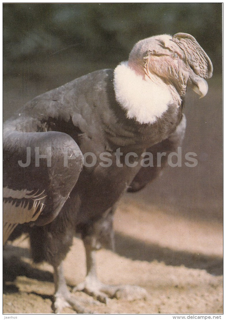 Andean condor - Vultur gryphus - birds - Zoo - Czechoslovakia - unused - JH Postcards