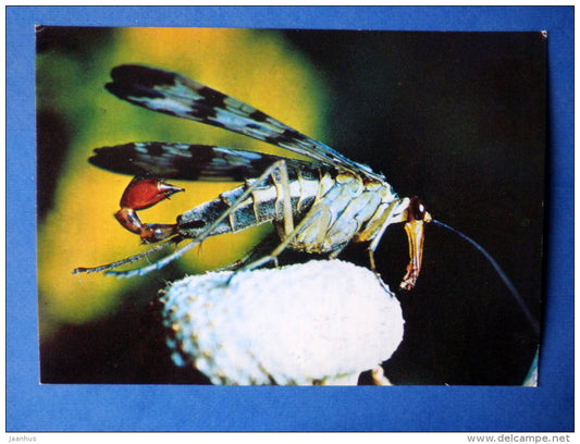 Common Scorpionfly - Panorpa communis - insects - 1980 - Russia USSR - unused - JH Postcards