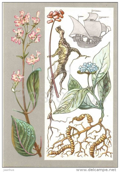 sailing ship - ipecac - ginseng - cinchona - Medicinal plants - Amazing Plants - 1976 - Russia USSR - unused - JH Postcards
