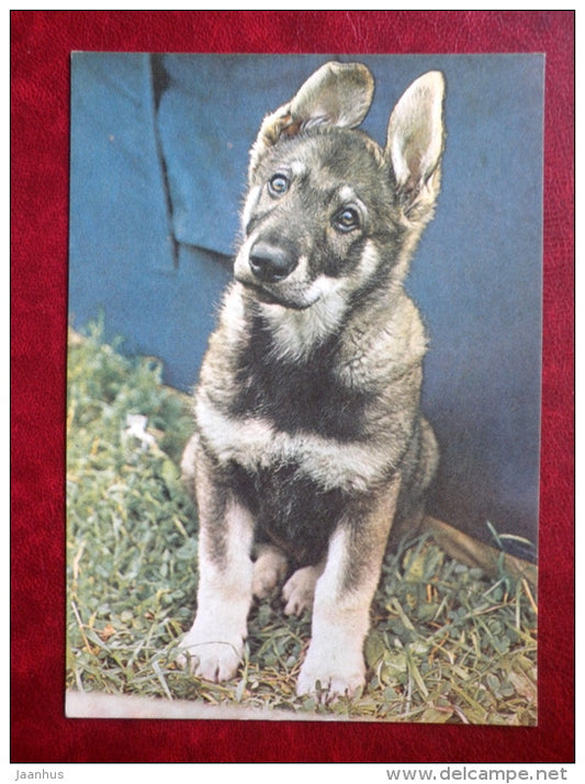 German Shepherd Puppy - dogs - 1981 - Estonia USSR - unused - JH Postcards