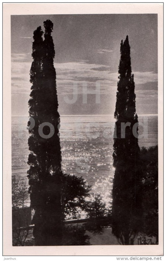 Cypress trees - Balck Sea - Crimea - 1958 - Ukraine USSR - unused - JH Postcards