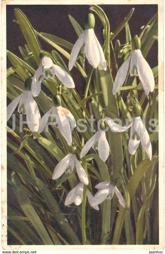 Galanthus Nivalis Kl Schneeglocklein - snowdrop - flowers - 1447 - old postcard - 1947 - Switzerland - used - JH Postcards