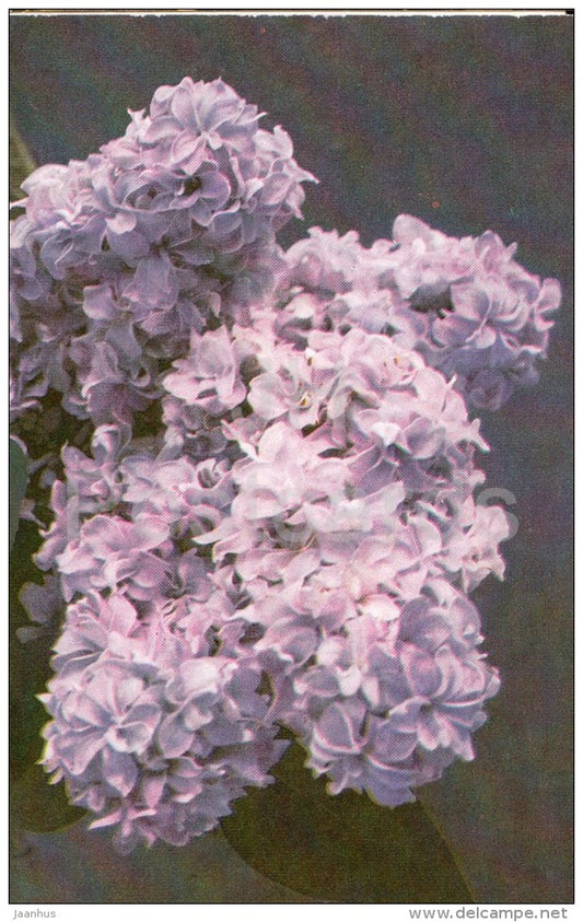 The Hope - Lilac - 1982 - Russia USSR - unused - JH Postcards