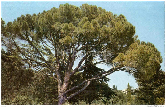 Stone pine - Pinus pinea - Nikitsky Botanical Garden - Yalta - Crimea - 1972 - Ukraine USSR - unused - JH Postcards