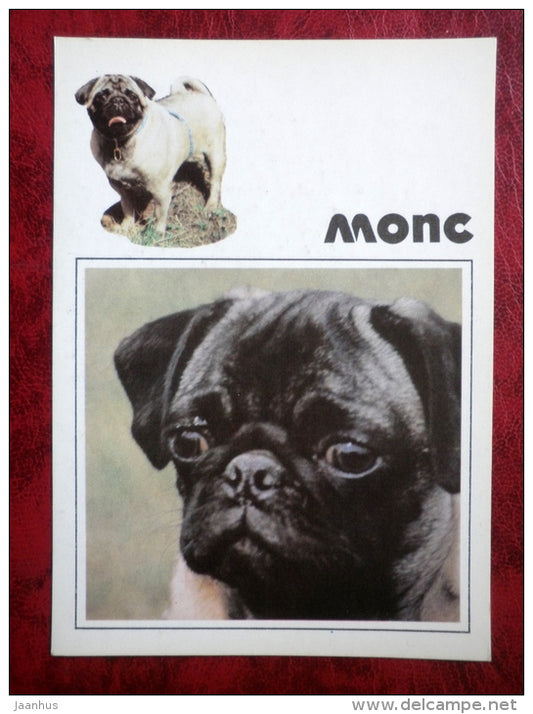 Mops - Pug - dogs - 1991 - Russia - USSR - unused - JH Postcards