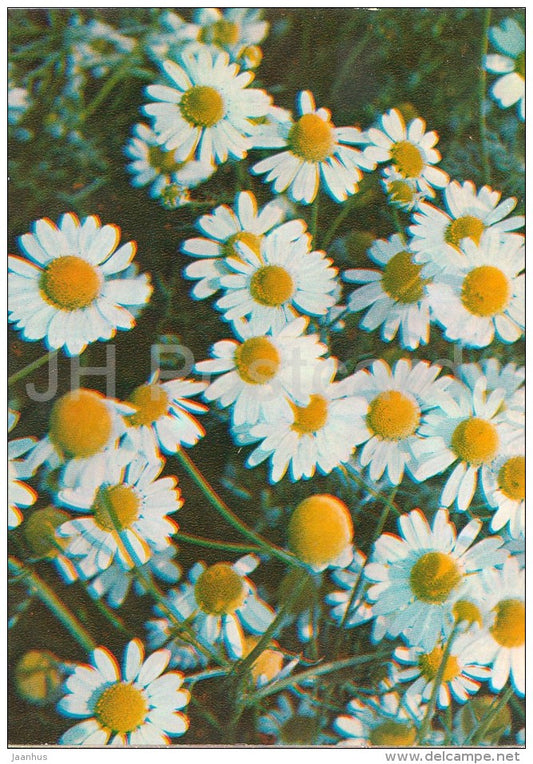 German chamomile - Matricaria chamomilla - Medicinal Plants - Herbs - 1980 - Russia USSR - unused - JH Postcards