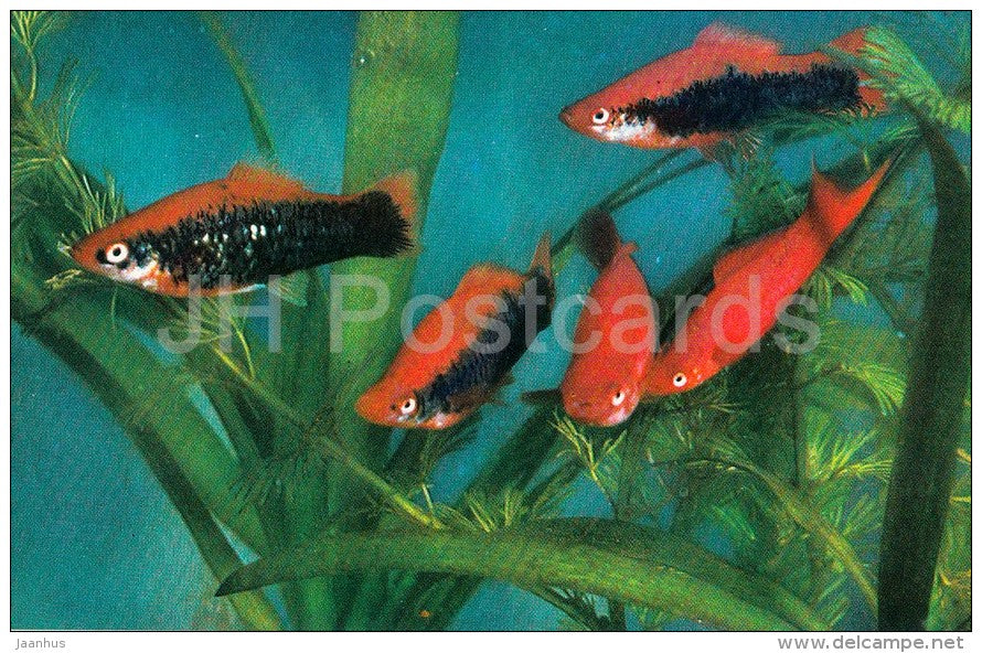Swordtail - Aquarium Fish - Russia USSR - 1971 - unused - JH Postcards