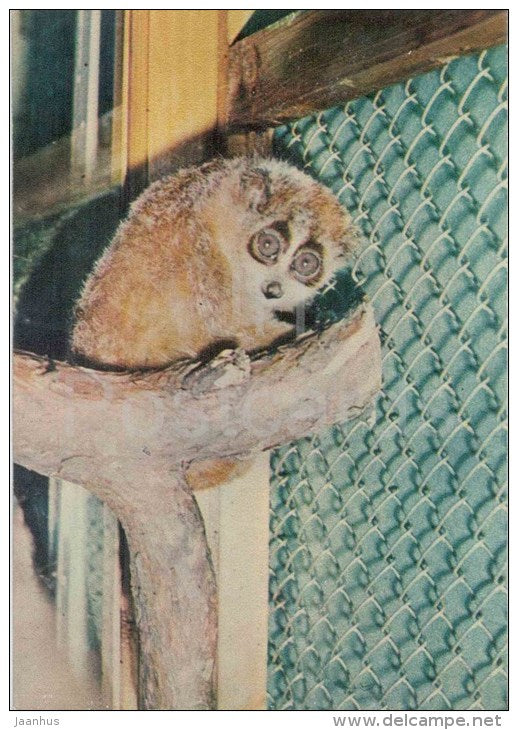 The Sunda slow loris - Nycticebus coucang - animals - postcard on thin paper - Riga Zoo - Latvia USSR - unused - JH Postcards