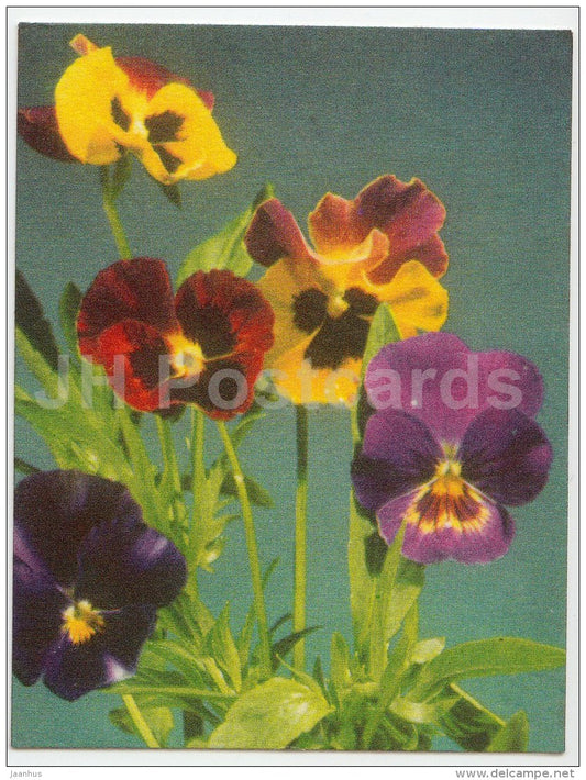 mini Birthday greeting card - Pansy - flowers - 1974 - Estonia USSR - unused - JH Postcards
