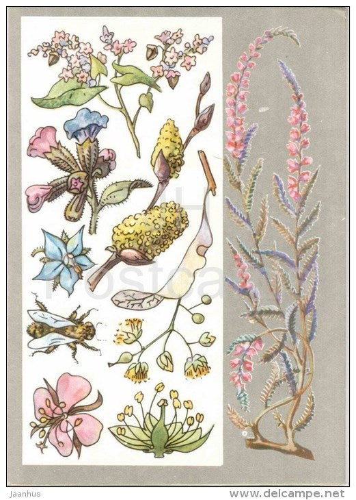 blooming sally - borage - lungwort - buckwheat - Honey Plants - Amazing Plants - 1976 - Russia USSR - unused - JH Postcards
