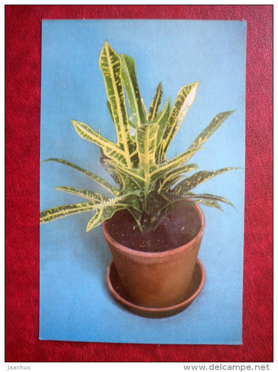 Decorative Deciduous Plants - Floridata - Croton variegatum - 1986 - Russia USSR - unused - JH Postcards